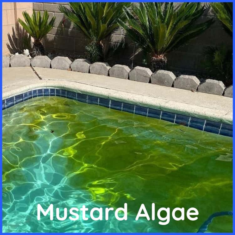 All About Mustard Algae Charlotte Hot Tubs and Swimming Pools